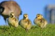 Canadian Geese, Canada Stock Photos