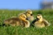 Canadian Geese, Canada Stock Photos