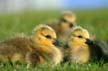 Canadian Geese, Canada Stock Photos