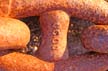 Rusted Chain, Canada Stock Photos