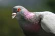 Pigeon(s), Canada Stock Photos