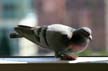 Pigeon(s), Canada Stock Photos