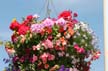 Summer Flowers, Vancouver Gardens