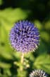 Summer Flowers, Vancouver Gardens