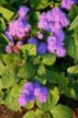 Summer Flowers, Vancouver Gardens