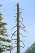 Trees, Canada Stock Photos