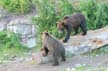 Grizzly Bear Refuge, Grouse Mountain