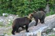 Grizzly Bear Refuge, Grouse Mountain