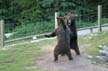 Grizzly Bear Refuge, Grouse Mountain