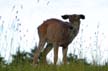 Elk, Grouse Mountain