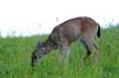 Elk, Grouse Mountain