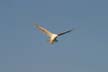 Seagull Flying, Canada Stock Photos