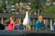 Seagull, Canada Stock Photos