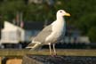 Seagull, Canada Stock Photos