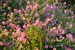 Flowers, Canada Stock Photos