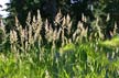 Plants, Canada Stock Photos