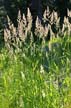 Plants, Canada Stock Photos