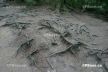 Tree Roots, Canada Stock Photographs