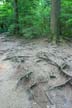 Forest, Canada Stock Photographs