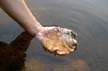 Frog Eggs At Golden Ears Park, Canada Stock Photos