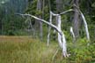 Cypress Mountain, Stock Photos