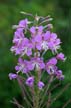 Flowers, Canada Stock Photographs