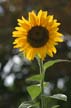 Sunflower(s), Vancouver Gardens