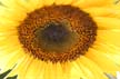 Sunflower(s), Vancouver Gardens