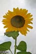 Sunflower(s), Vancouver Gardens