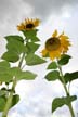 Sunflower(s), Vancouver Gardens