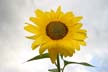 Sunflower(s), Vancouver Gardens