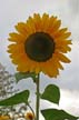 Sunflower(s), Vancouver Gardens