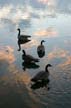 Canadaian Geese, Canada Stock Photos