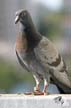 Pigeon(s), Canada Stock Photos