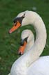 Swans, Canada Stock Photographs