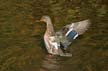 Duck Taking Off, Canada Stock Photos