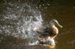 Duck Touchdown, Canada Stock Photos