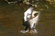 Duck Taking Off, Canada Stock Photos