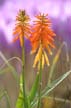 Rainbow Flower, Canada Stock Photographs