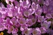 Tulips, Vancouver Gardens