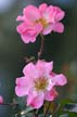 Flowers, Canada Stock Photographs