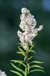 Flowers, Canada Stock Photographs