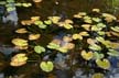 Plants, Canada Stock Photos