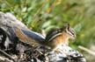 Squirrel, Canada Stock Photos