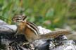 Squirrel, Canada Stock Photos