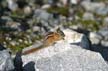 Squirrel, Whistler