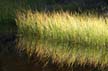 Plants, Canada Stock Photos