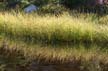 Plants, Canada Stock Photos