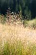 Plants, Canada Stock Photos