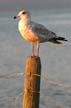 Seagull, Canada Stock Photos